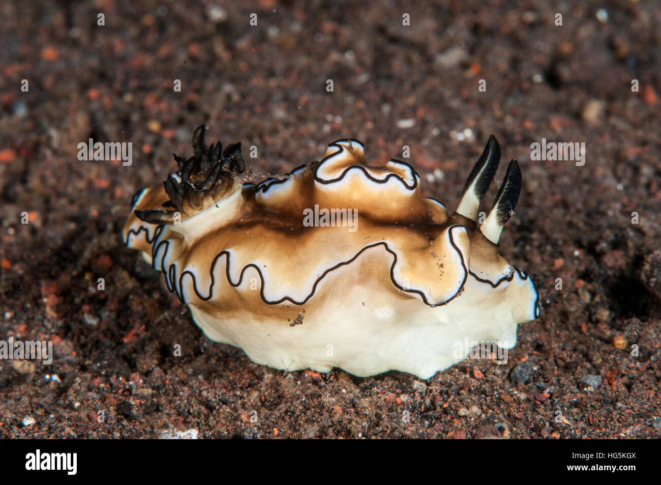 Nacktschnecken (Doriprismatica Atromarginata), Bali, Indonesien Stockfoto