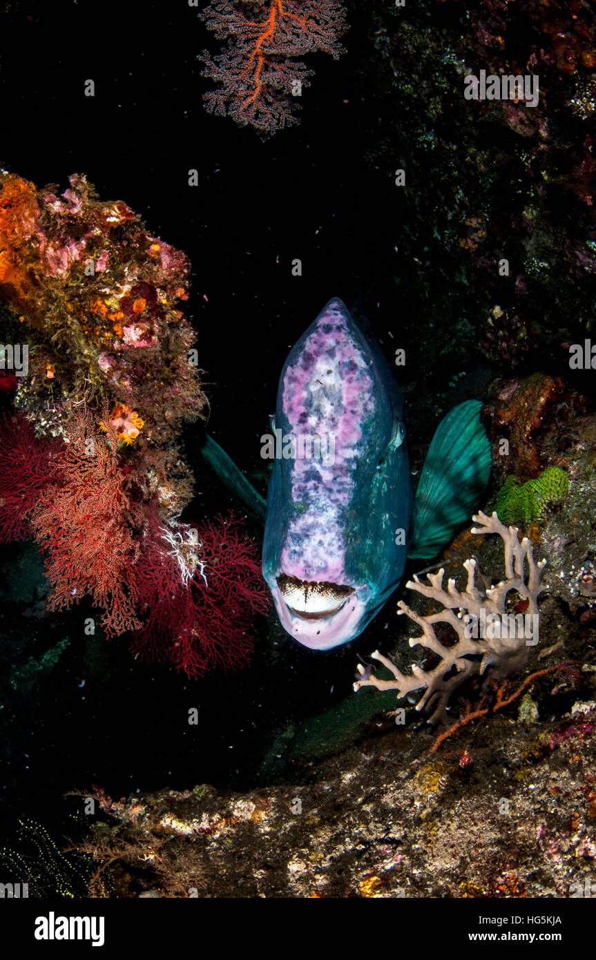 grüne Beginn Papageienfisch (Bolbometopon Muricatum) in Bali, Indonesien Stockfoto