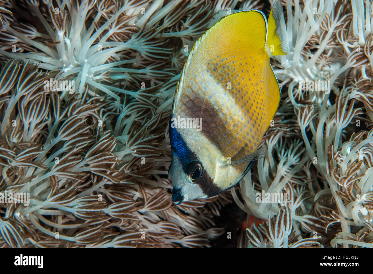 Blacklip Butterflyfish (Chaetodontidae Kleinii), Bali, Indonesien Stockfoto