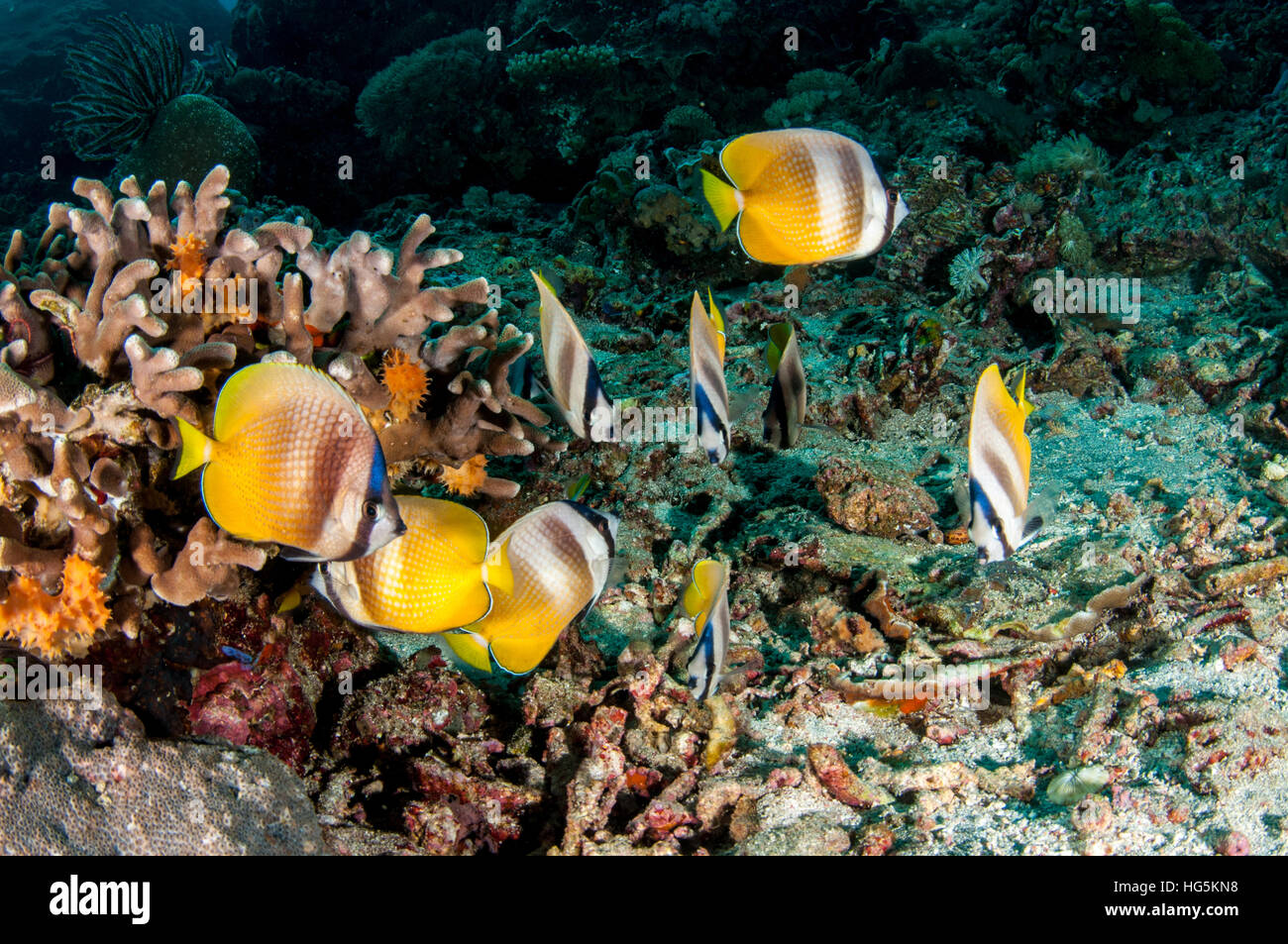 Blacklip Butterflyfish (Chaetodontidae Kleinii), Bali, Indonesien Stockfoto