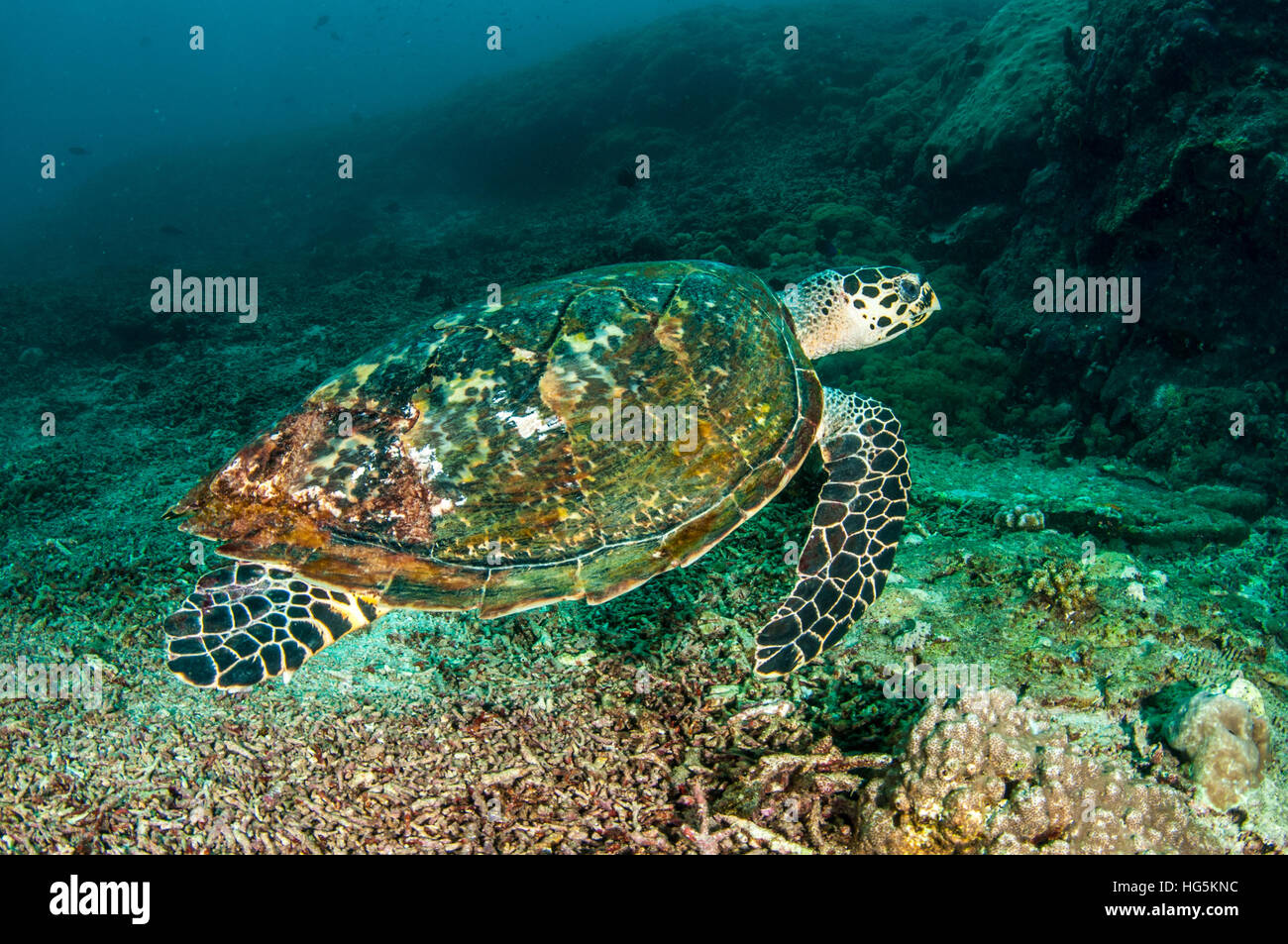 Pazifische Karettschildkröte, Bali, Indonesien Stockfoto