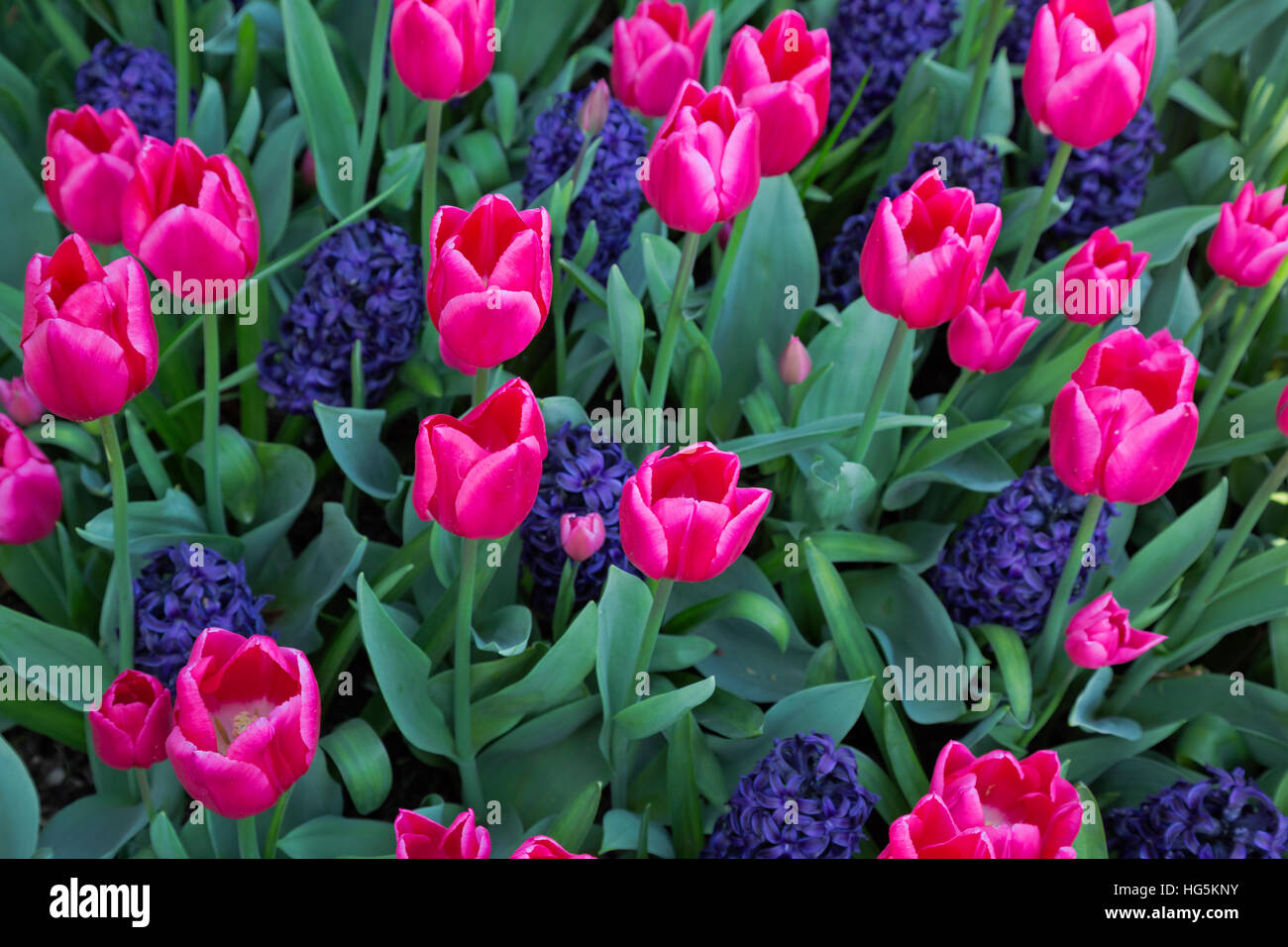 WA13065-00... WASHINGTON - Tulpen und Hyazinthen blühen in einem Anzeige-Garten am RoozenGaarde-Birne-Farm in der Nähe von Mount Vernon. Stockfoto