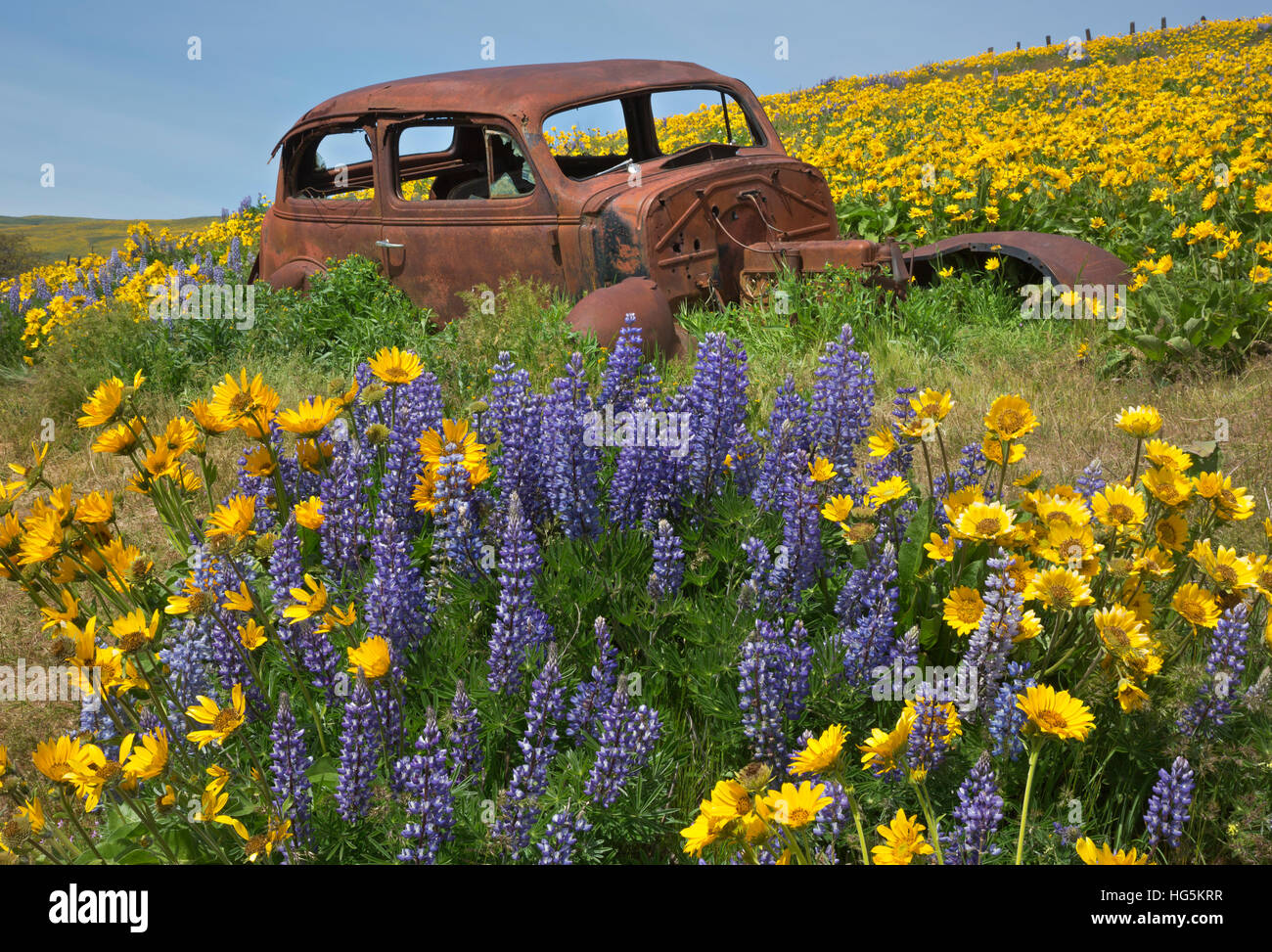 WA13080-00... WASHINGTON - Oldtimer in einem Feld von Balsamwurzel und Lupine am Dalles Mountain Ranch in den Columbia Hills State Park. Stockfoto
