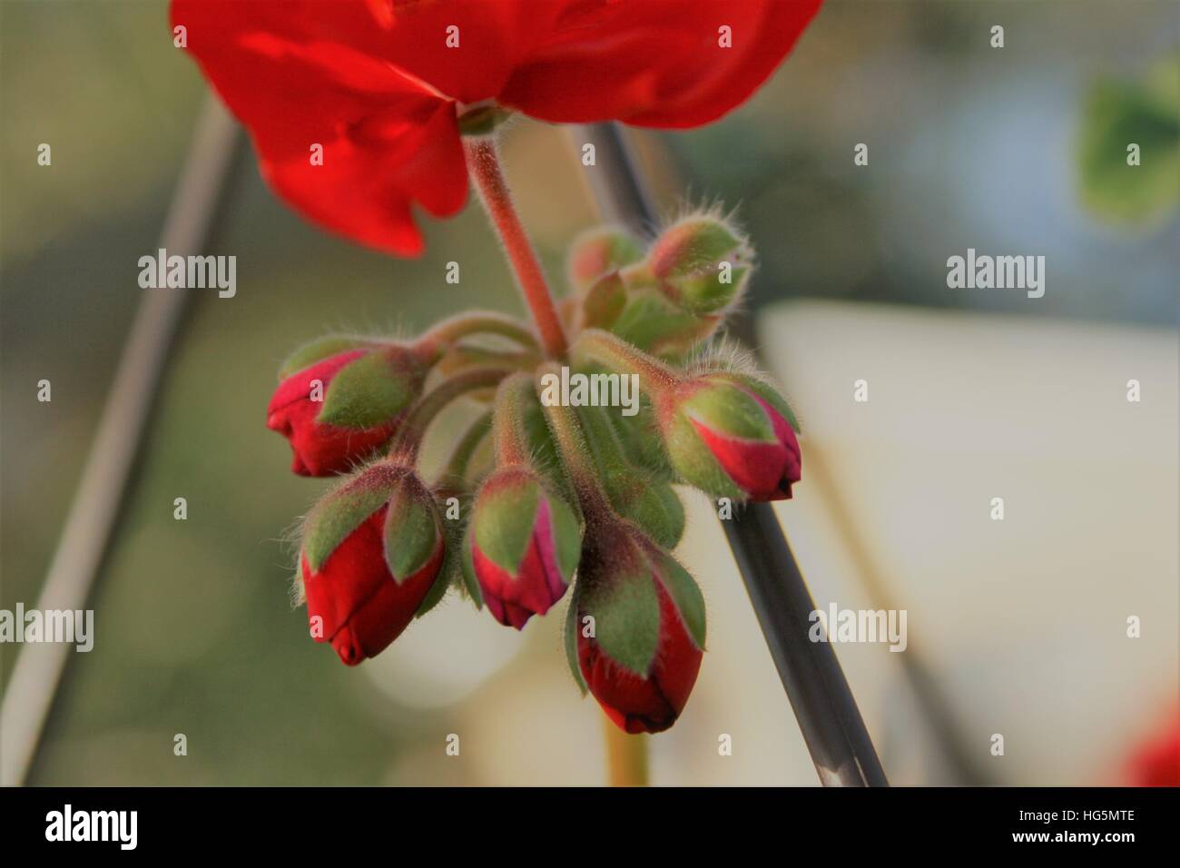 Rote Knospe Blume Stockfoto