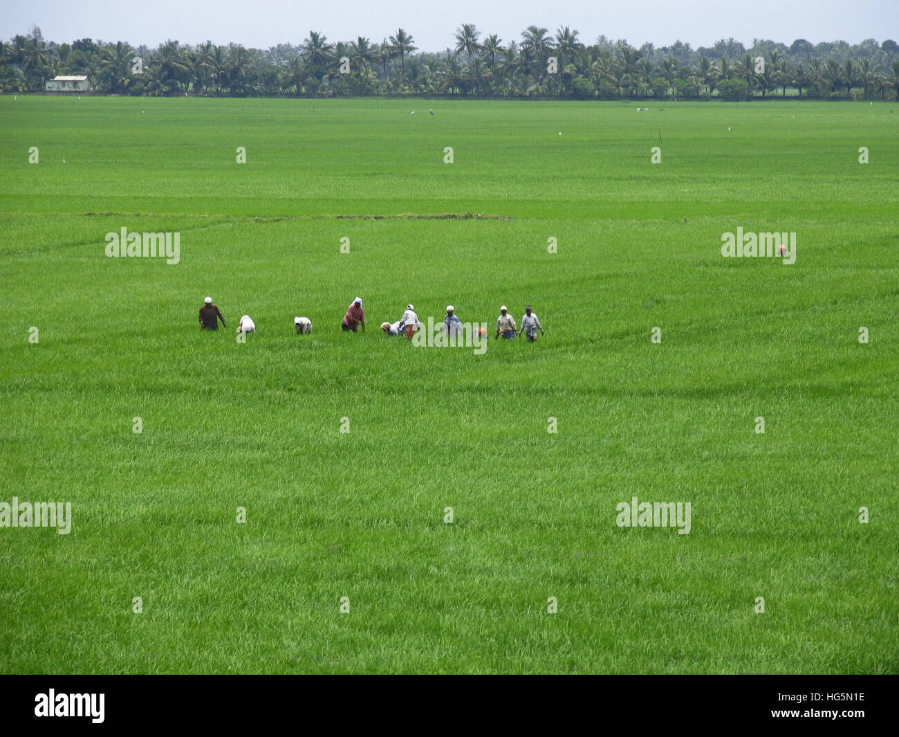 Menschen, die in Reisfeldern. Kerala, Indien Stockfoto