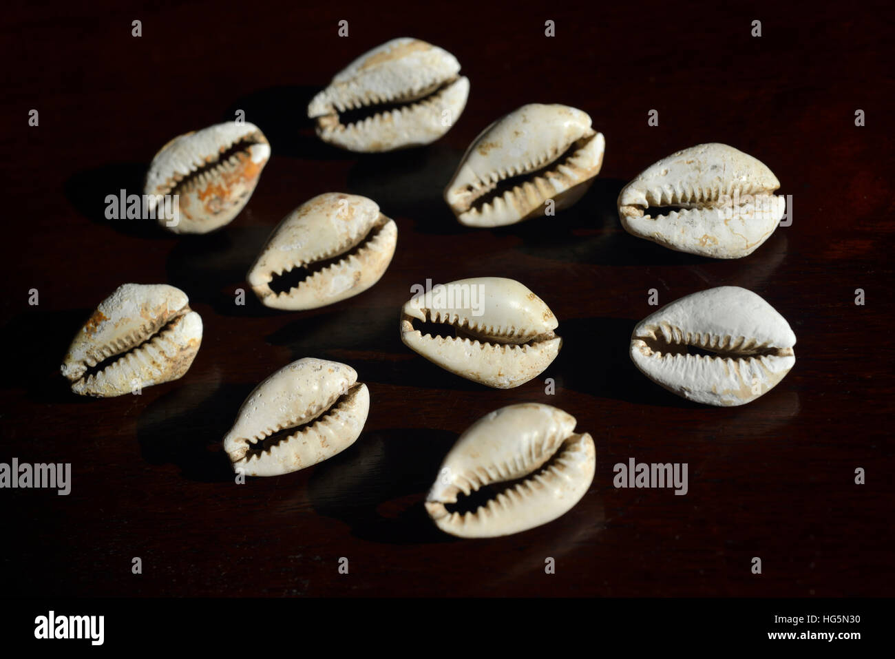 Chinesisches Geld Kaurimuscheln. Shang-Dynastie (17.-11. Jh. v. Chr.) Stockfoto Chinesisches Geld Kaurimuscheln. Shang-Dynastie (17.-11. Jh. v. Chr.) Stockfoto