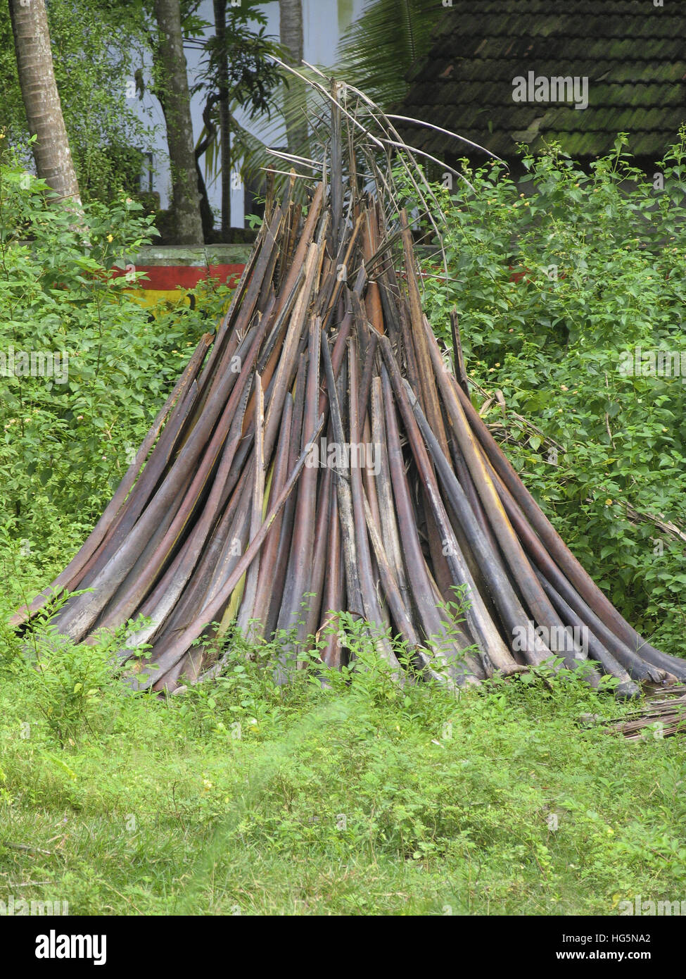 Kokospalme Blätter getrocknet und für inländische Feuer verwendet. Kerala, Indien Stockfoto