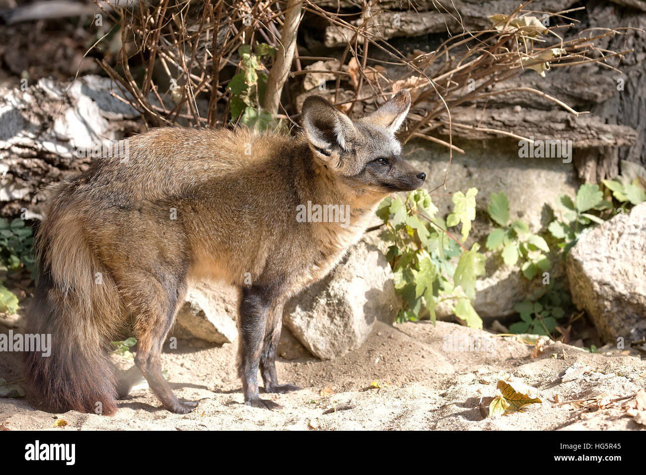 Vulpes Cana im Wald Stockfoto