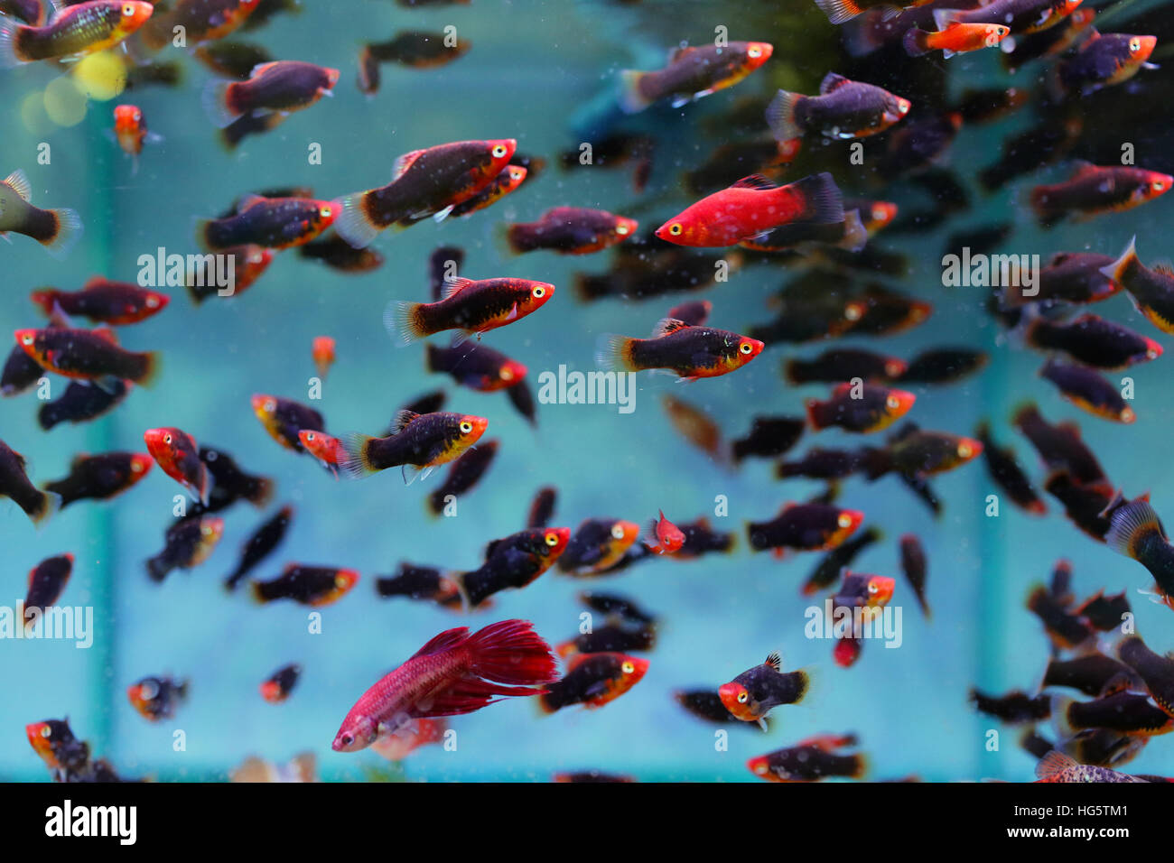 Guppy Fische im tank Stockfotografie - Alamy