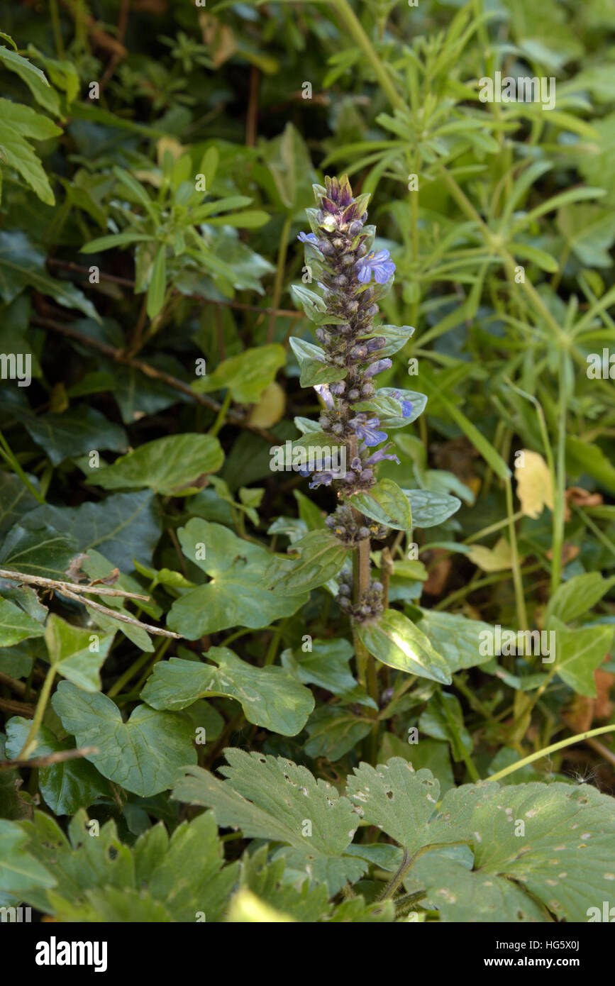 Signalhorn, Ajuga reptans Stockfoto