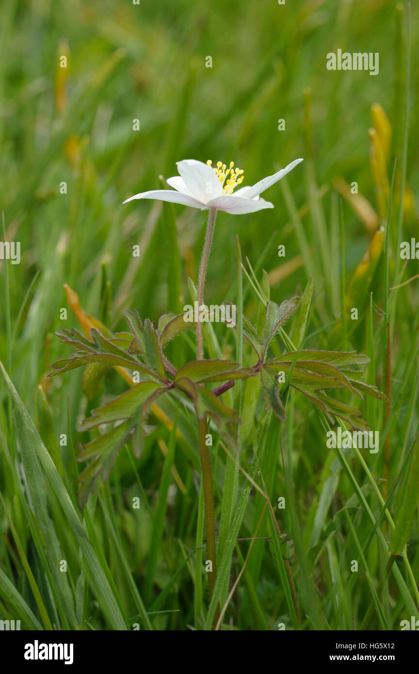 Buschwindröschen, Anemone nemorosa Stockfoto