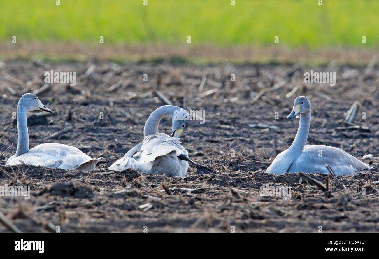 Singschwäne (Cygnus Cygnus) sitzen im geschlagenem Feld, Emsland, Niedersachsen, Deutschland Stockfoto