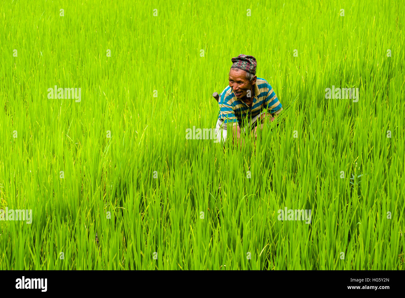 Mann arbeitet in grünen Reisfeldern, obere Marsyangdi-Tal, Bahundanda, Lamjung Bezirk, Nepal Stockfoto
