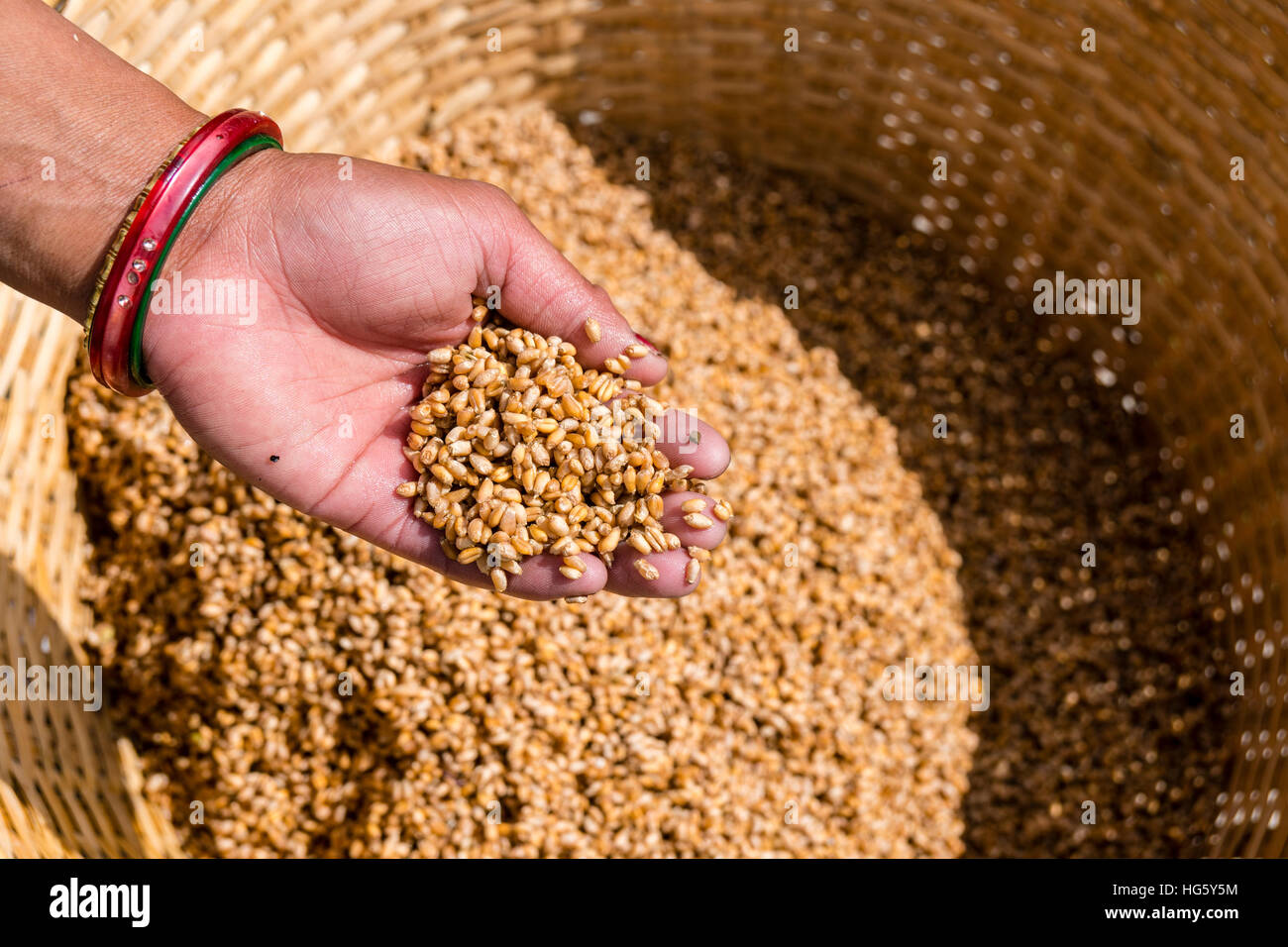 Bäuerin, Wasch- und Reinigungsmitteln Gerste, Tsampa, in einem Korb, Ngawal, Nepal Stockfoto