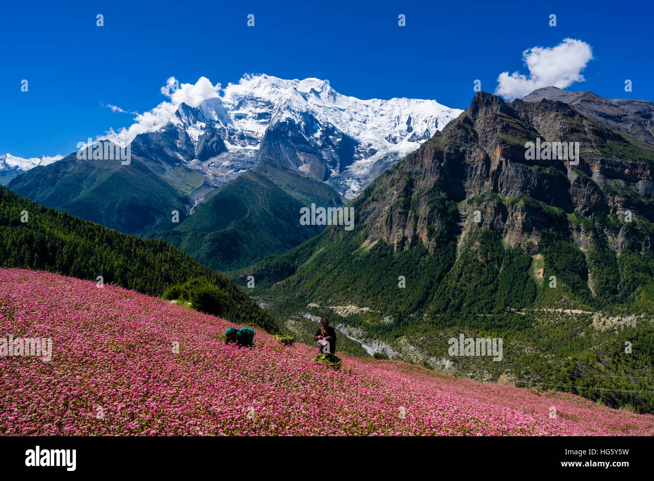 Bauernhaus mit rosa Buchweizen Felder in voller Blüte, obere Marsyangdi Tal, Berg Annapurna 2 in Ferne, Ghyaru Stockfoto