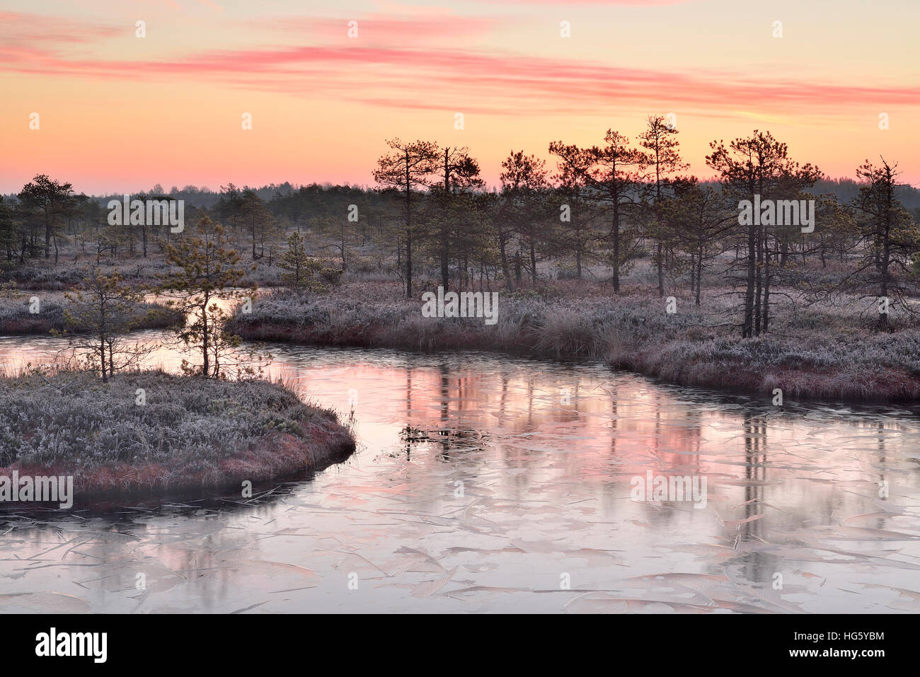 Kalten Morgen im gefrorenen Moor im Morgengrauen Stockfoto