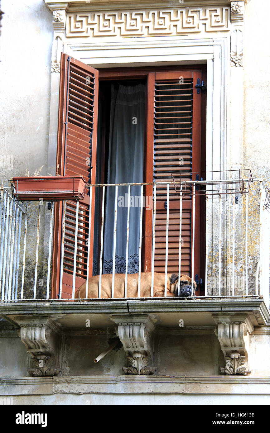 Ein Hund schläft auf einem Balkon in der Toskana, Italien Stockfotografie -  Alamy