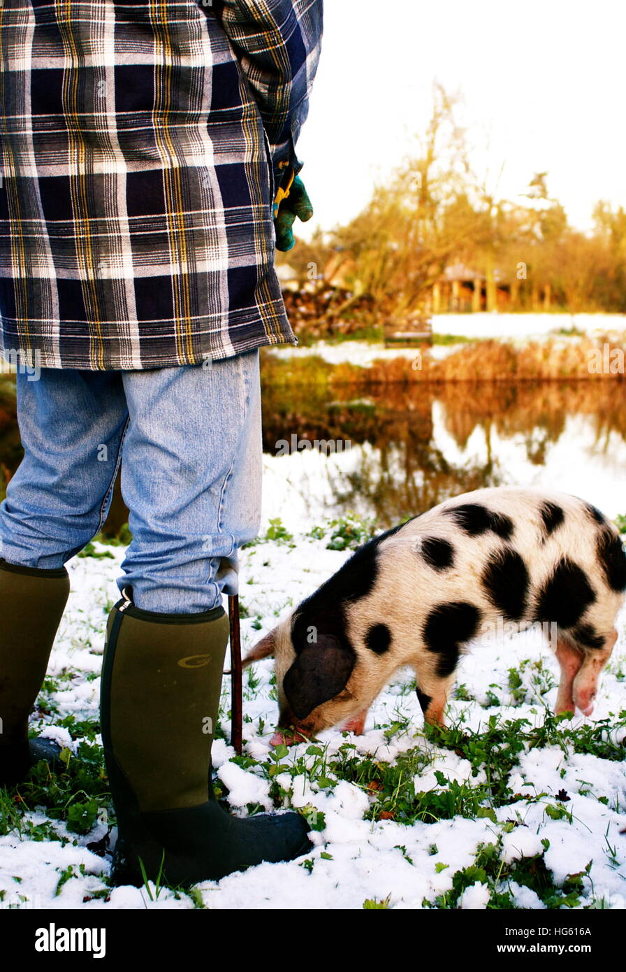 Ein Bauer und sein Schwein an einem verschneiten Morgen in Suffolk Stockfoto