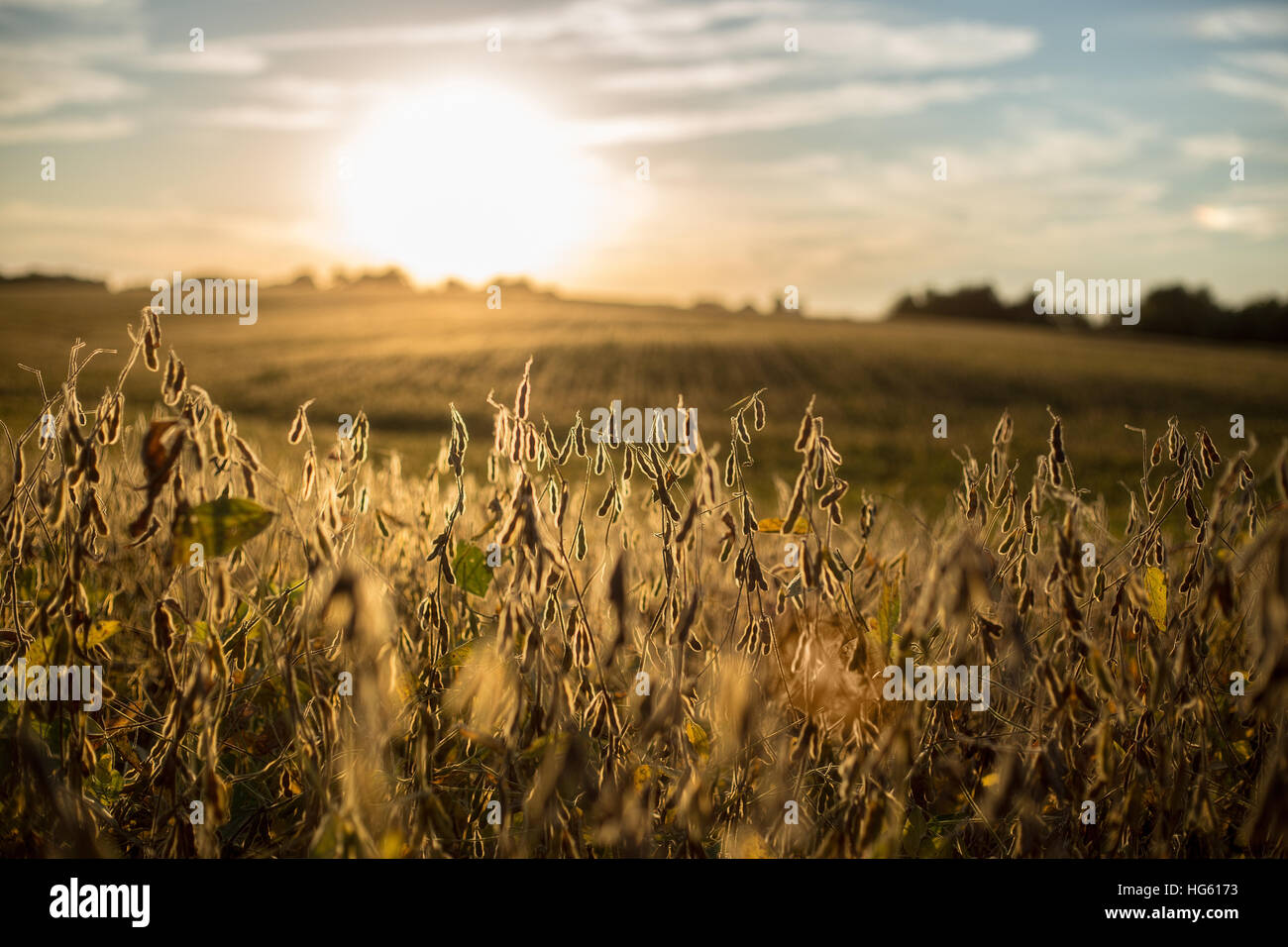 Soja-Feld bei der Ernte Zeit Sonnenuntergang Illinois, USA Stockfoto