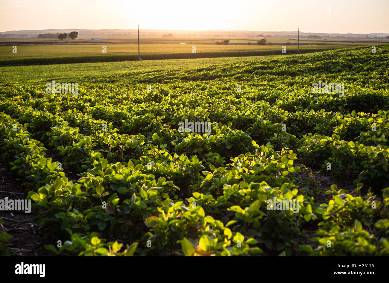Soja-Feld bei Sonnenuntergang Frühling Illinois, USA Stockfoto
