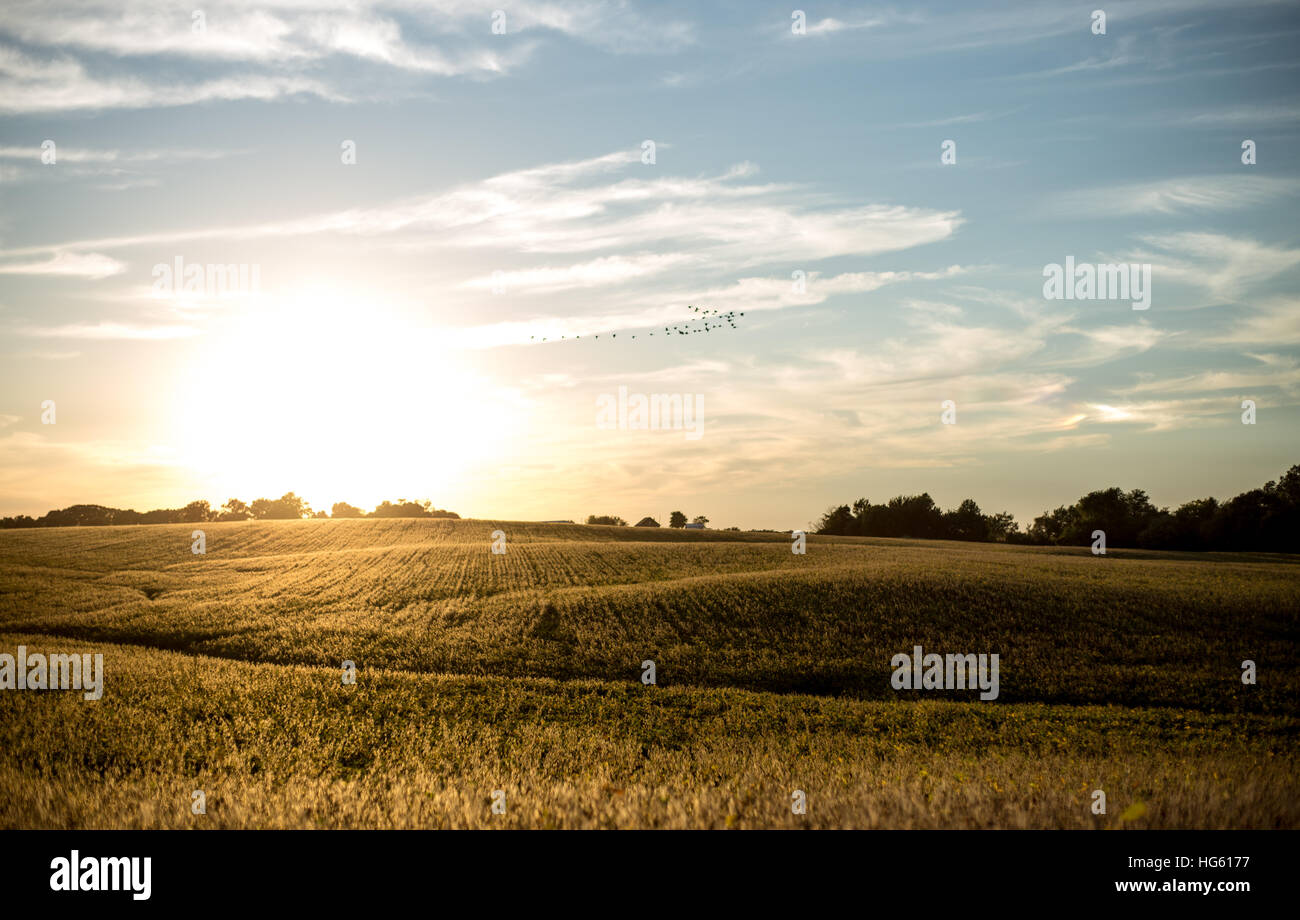 Soja-Feld bei der Ernte Zeit Sonnenuntergang Illinois, USA Stockfoto