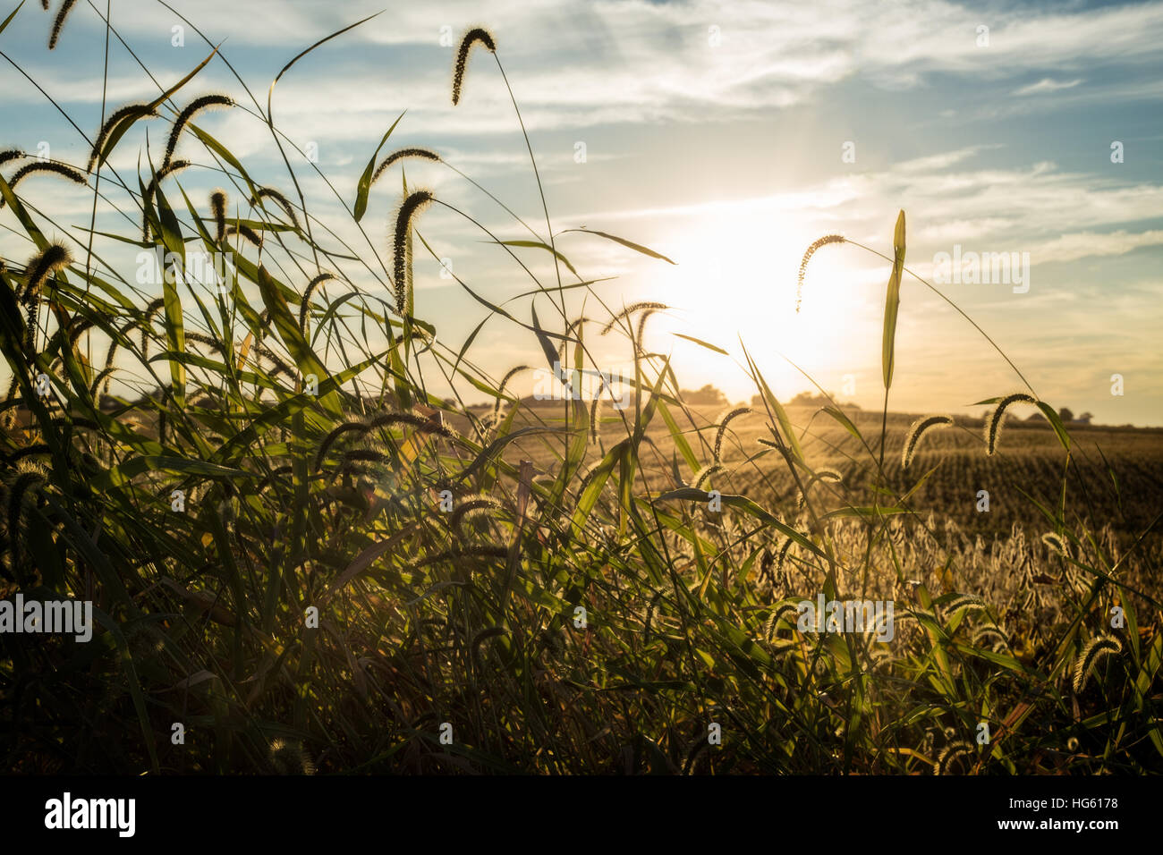 große Wiese Soja bei Sonnenuntergang Ernte Illinois, USA Stockfoto