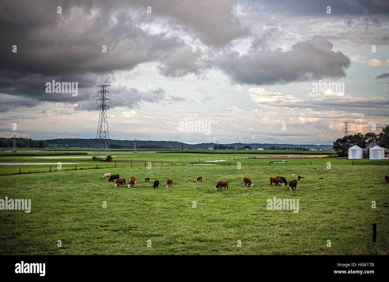 Grasende Kühe auf einem Feld unter grauem Himmel Stockfoto