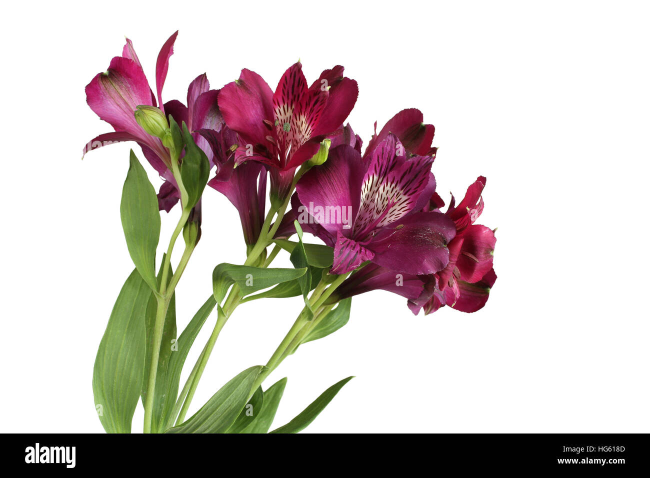 Lila Alstroemeria Blumen isoliert auf weißem Hintergrund Stockfoto