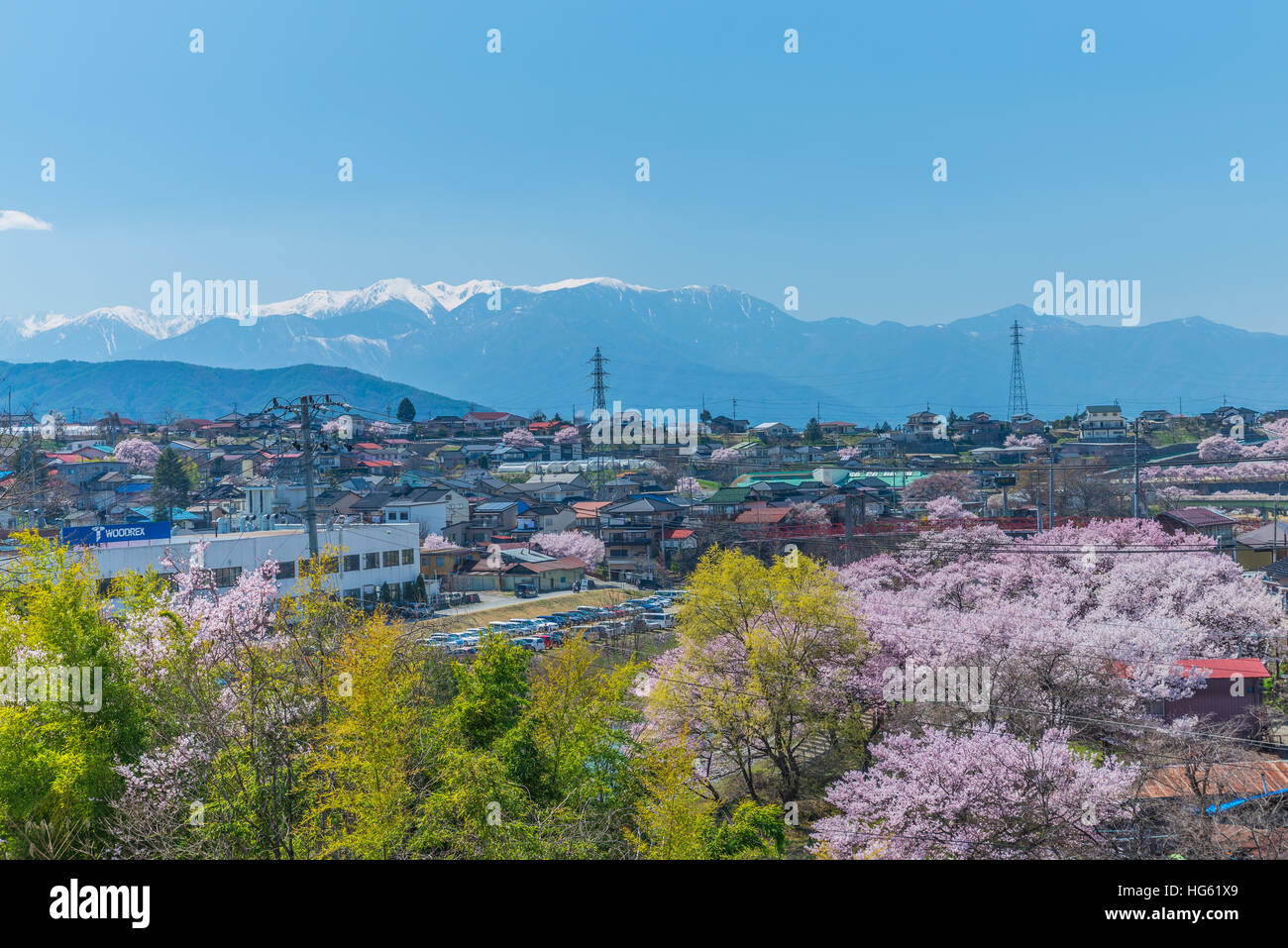 Rosa Kirschblüten in voller Blüte in Ina Stadt der Präfektur Nagano Stockfoto