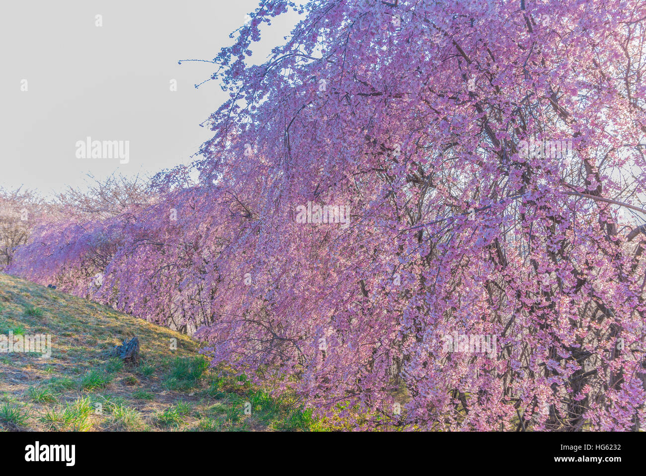 Schöne Wand der Kirschblüte in voller Blüte Stockfoto, Bild ... Schöne Wand der Kirschblüte in voller Blüte Stockfoto, Bild ...