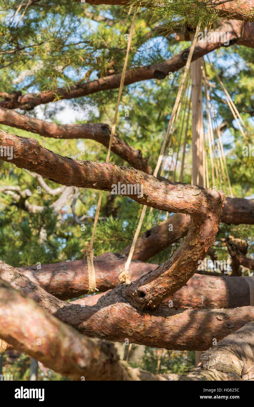 Kenrokuen, Kanazawa City, Präfektur Ishikawa, Japan Stockfotografie Alamy