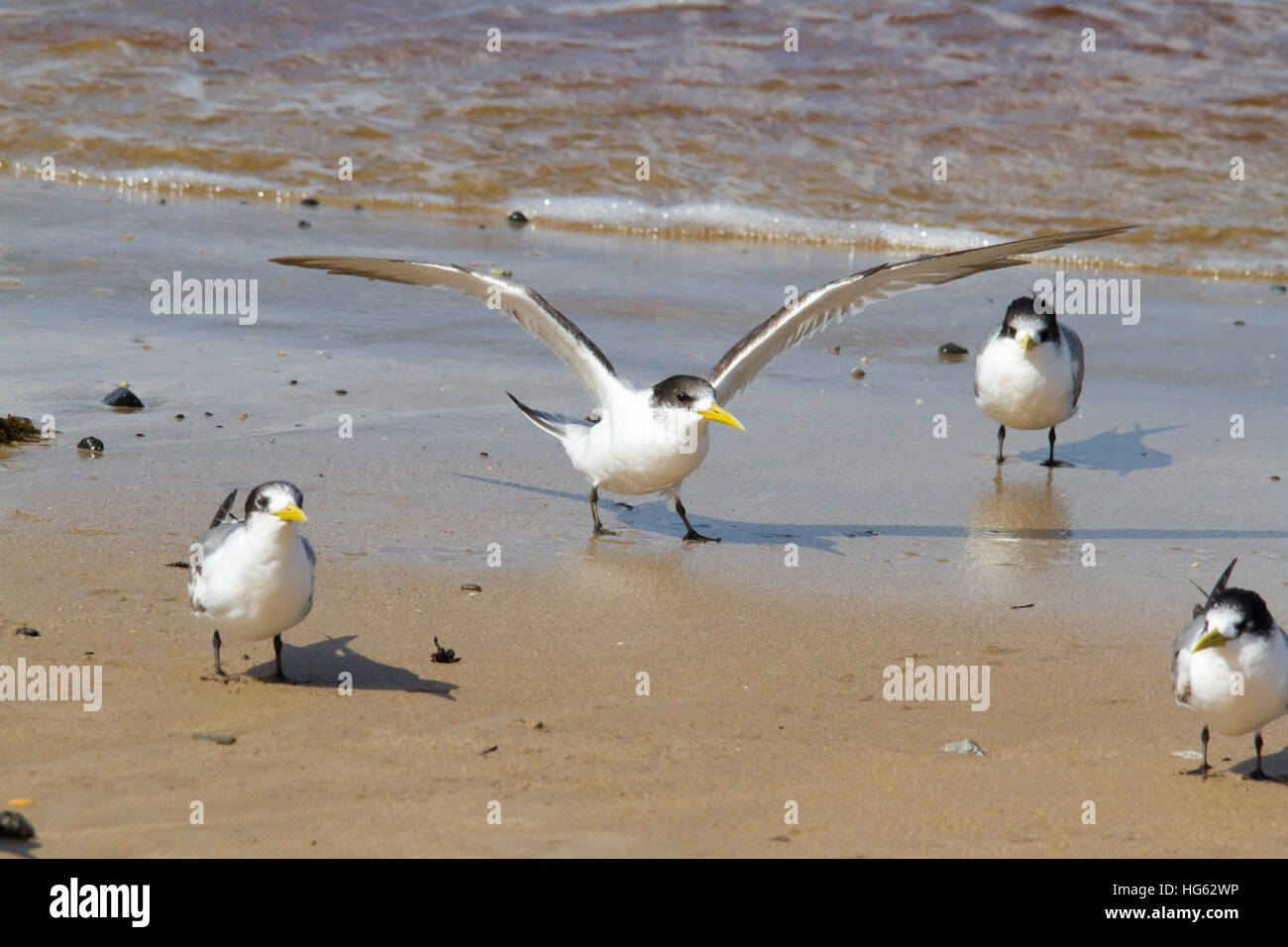 Mehr crested tern (thalasseus bergii) oder Swift tern Stockfoto