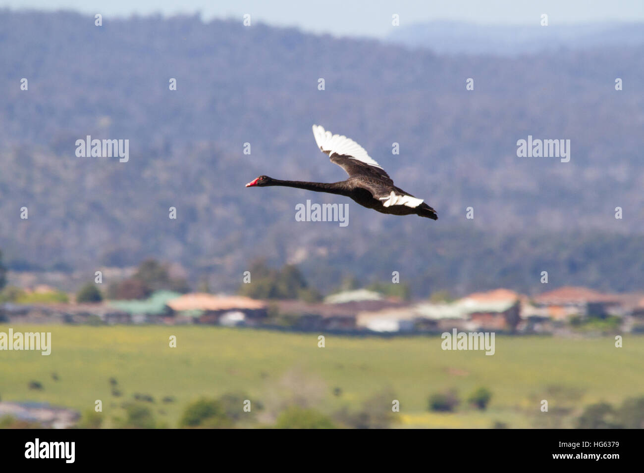 Schwarzer Schwan (Cygnus atratus) im Flug Stockfoto