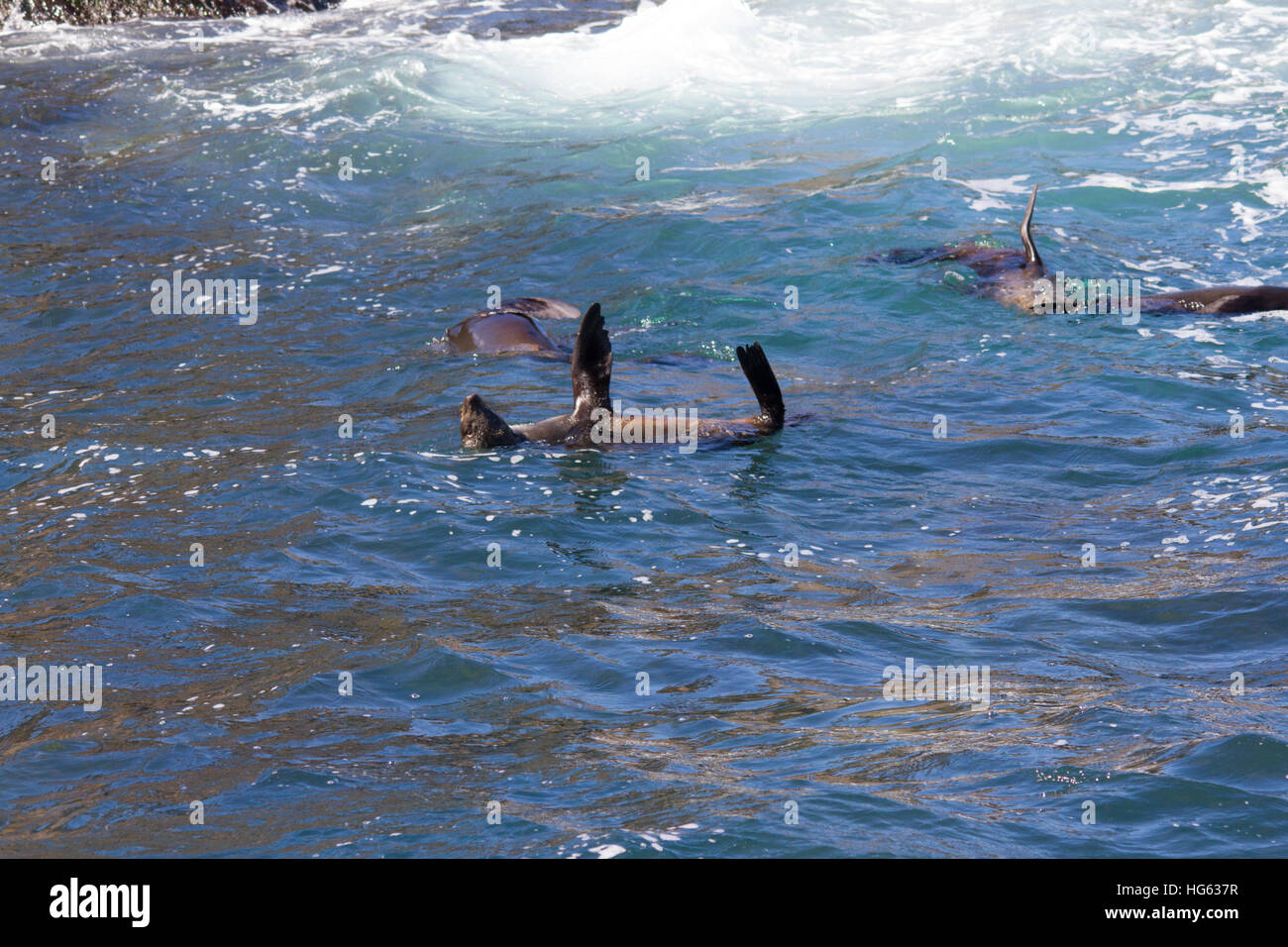 Braunes Fell Dichtung (arctocephalus Pusillus), auch als Kap Fell Dichtung bekannt, South African fur Seal und der australischen Fell Dichtung Kühlung im Ozean Stockfoto