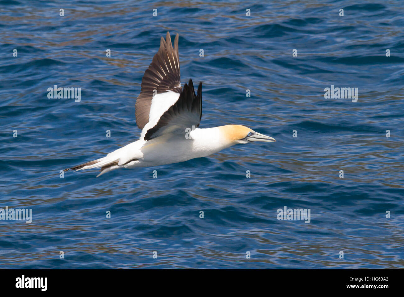 Australasian Gannet (Morus Serrator oder Sula bassana), auch bekannt als Australian Gannet und Tākapu Stockfoto