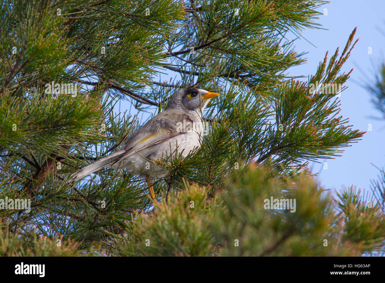 Laut Bergmann (Manorina Melanocephala) thront auf einem Baum Stockfoto