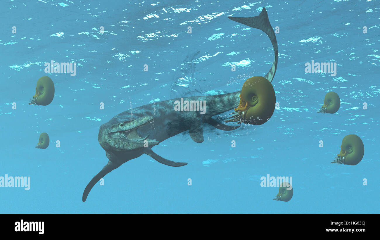 Tylosaurus versucht, ernähren sich von einigen Ammoniten. Stockfoto