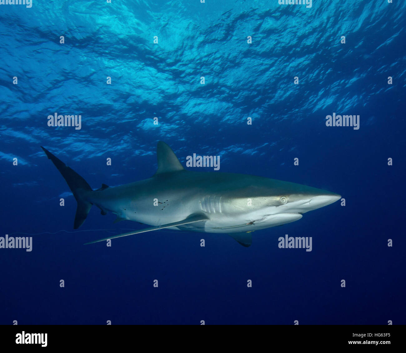 Ein seidig Hai mit einem eingebetteten Haken und Linie auf Cat Island auf den Bahamas. Stockfoto