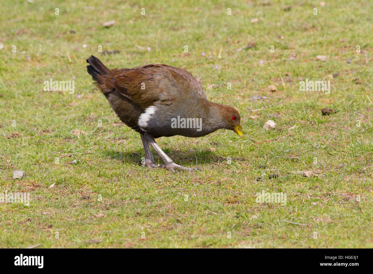 Tasmanische thetasmanian nativehen auch als native-hen und Tasmanische native Henne (tribonyx mortierii) Ernährung bekannt Stockfoto