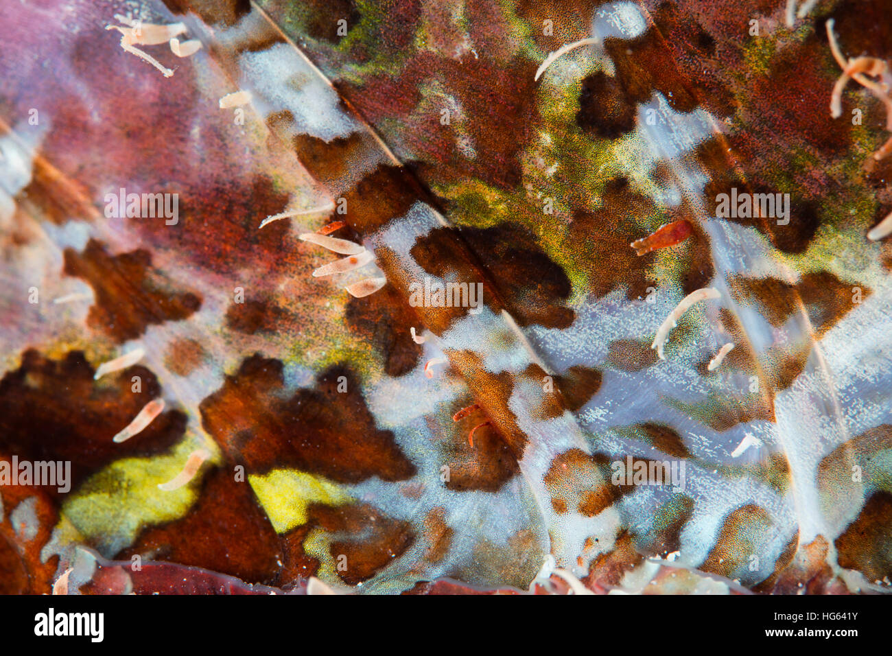 Detail der bunte Rückenflosse ein Drachenköpfe. Stockfoto