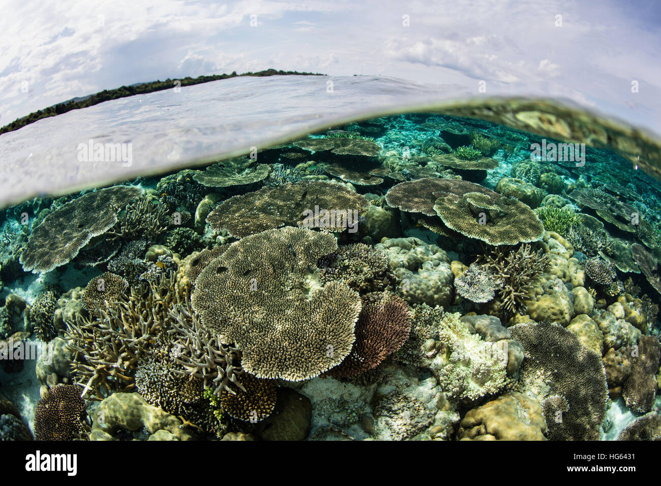 Ein flaches Korallenriff gedeiht in Wakatobi Nationalpark, Indonesien. Stockfoto