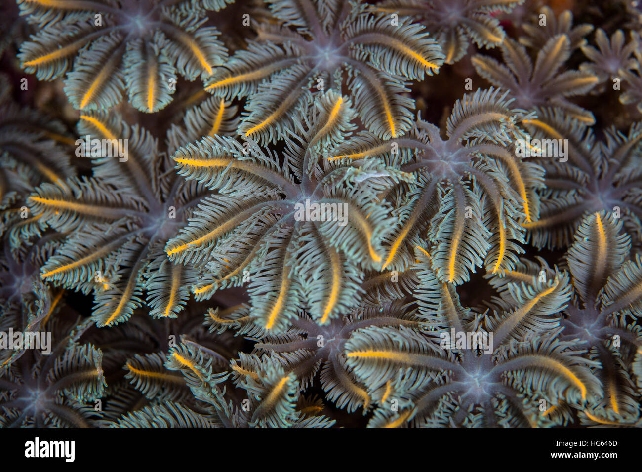 Detail der weiche Korallenpolypen wächst an einem Riff in Raja Ampat, Indonesien. Stockfoto