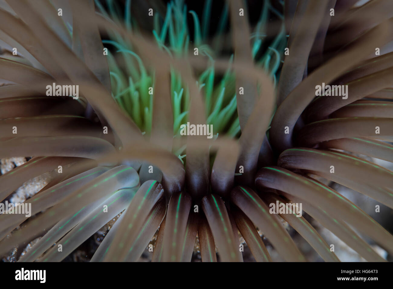 Detail der Tentakel eine Tube Anemone wächst an einem Riff in Raja Ampat, Indonesien. Stockfoto