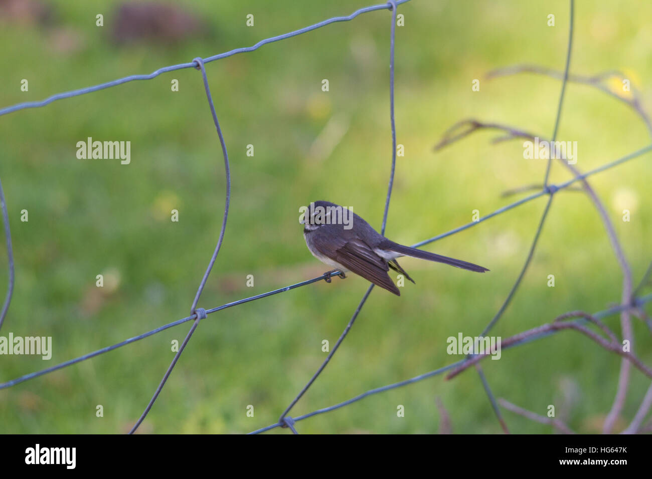 Grauer Fantail (Rhipidura albiscapa) auf einem Drahtzaun Stockfoto