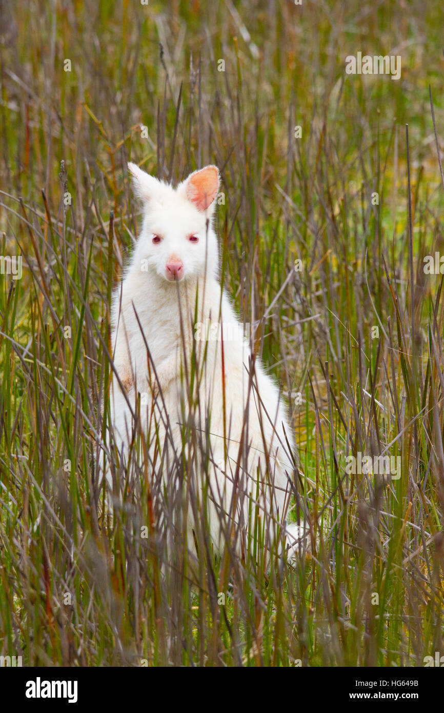 Rothalswallaby oder Bennett's Wallaby (Macropus rufogriseus) Stockfoto