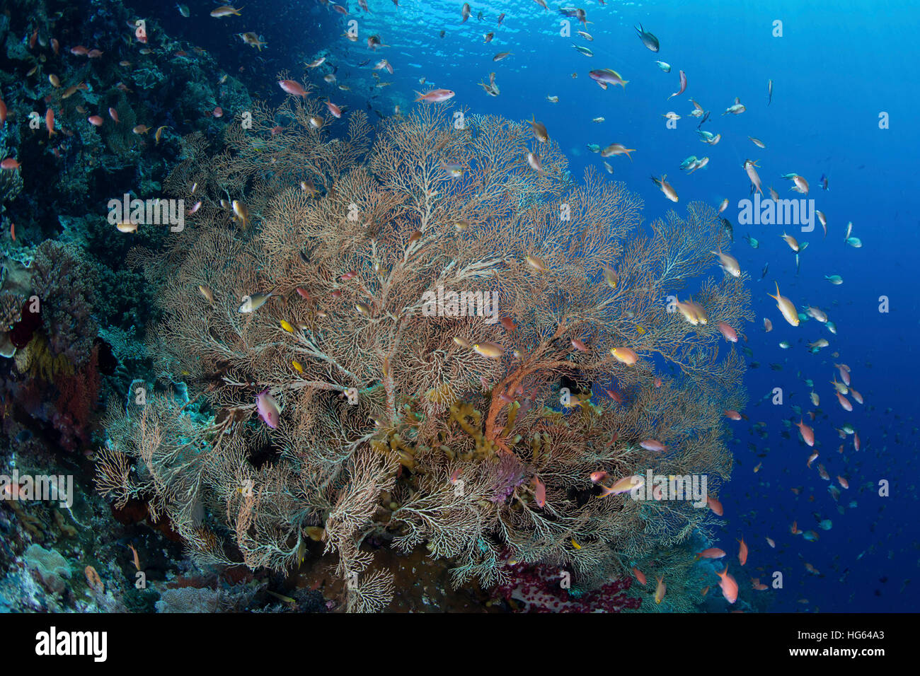 Bunte Fische schwimmen um eine Gorgonie auf einem Korallenriff in Raja Ampat, Indonesien. Stockfoto