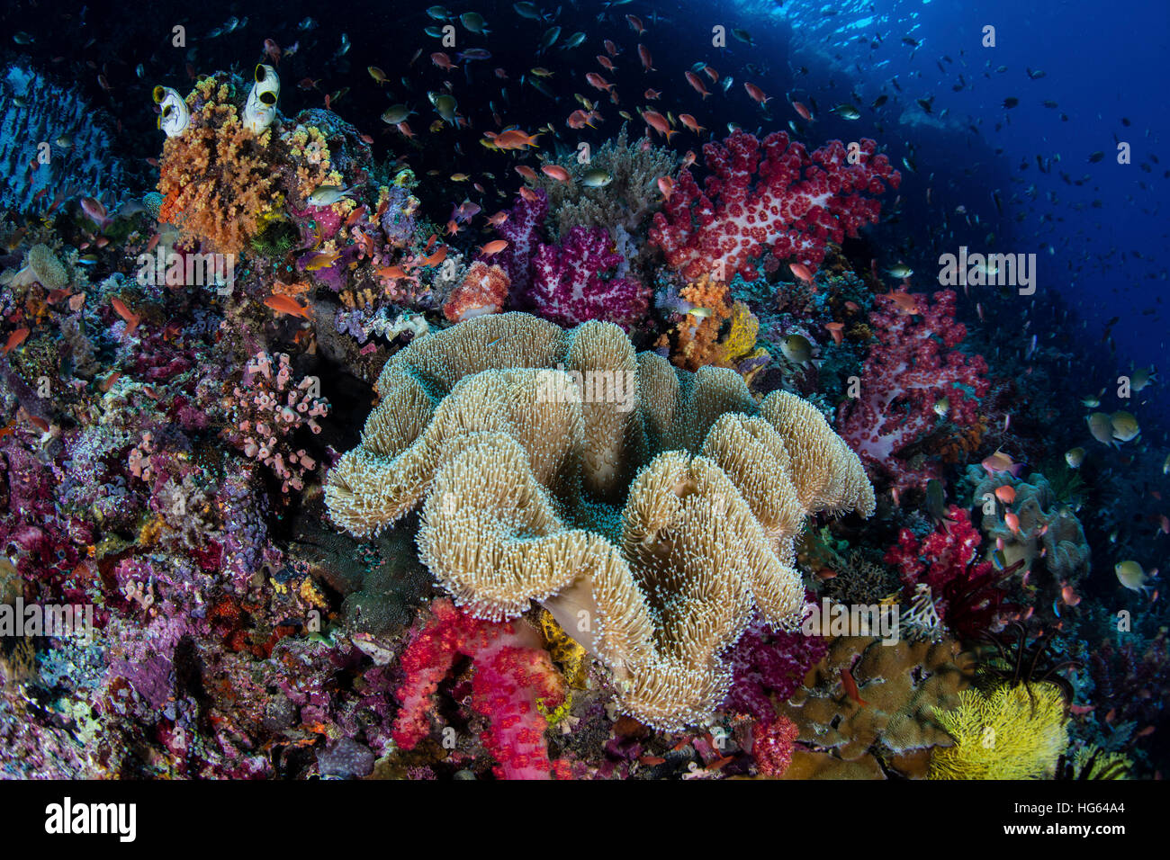 Ein Korallenriff bunt und gesund lebt in Raja Ampat, Indonesien. Stockfoto