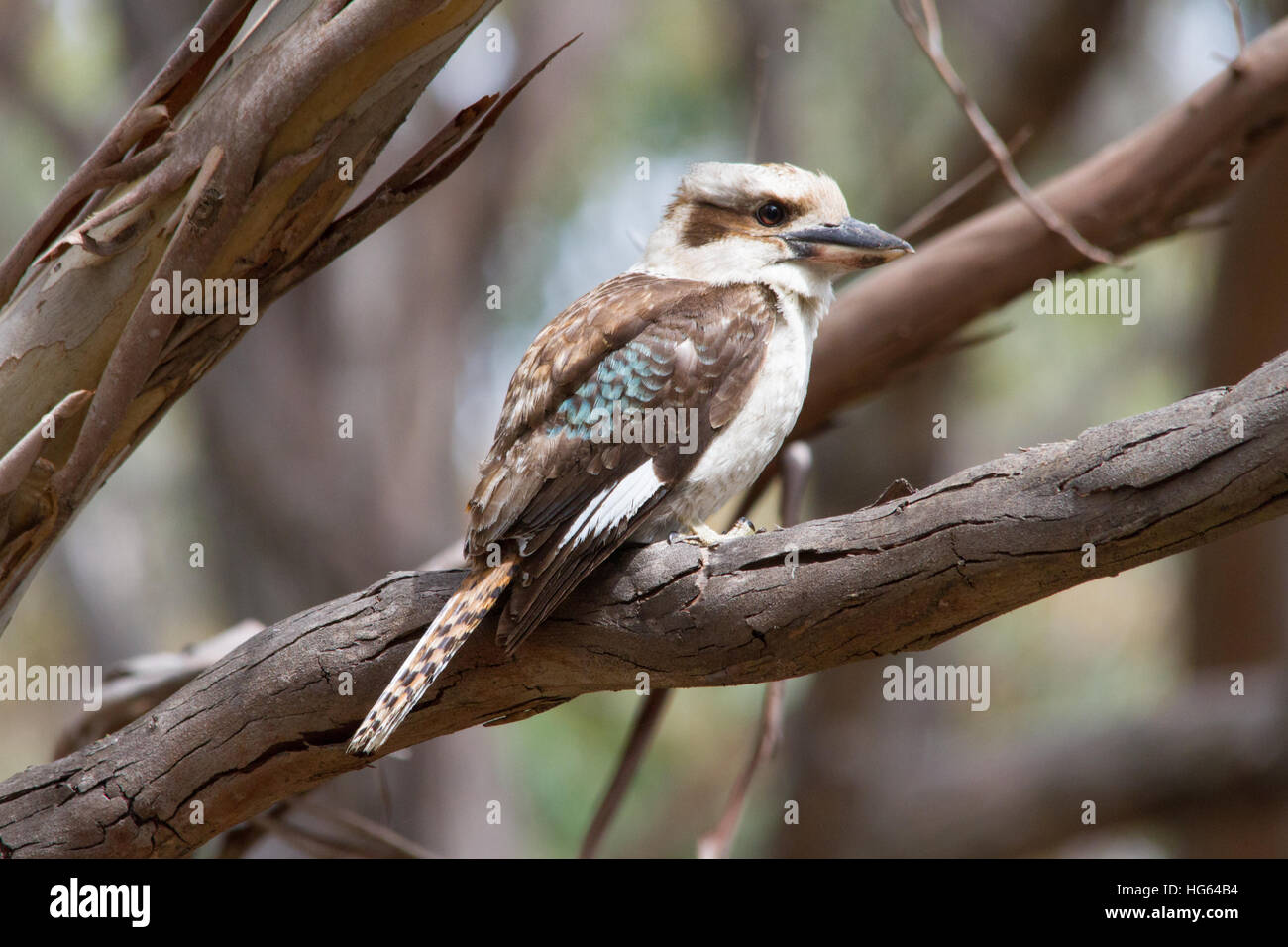 Laughing Kookaburra (dacelo novaeguineae) auf einem Ast sitzend Stockfoto