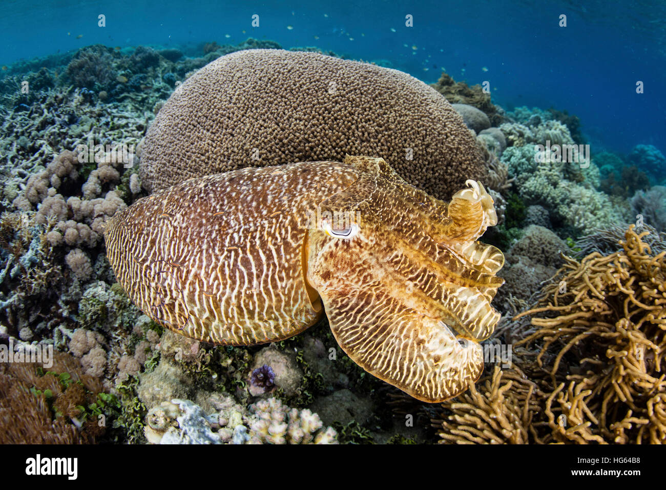 Ein Broadclub Tintenfisch verwendet Tarnung in einem Korallenriff einfügt. Stockfoto