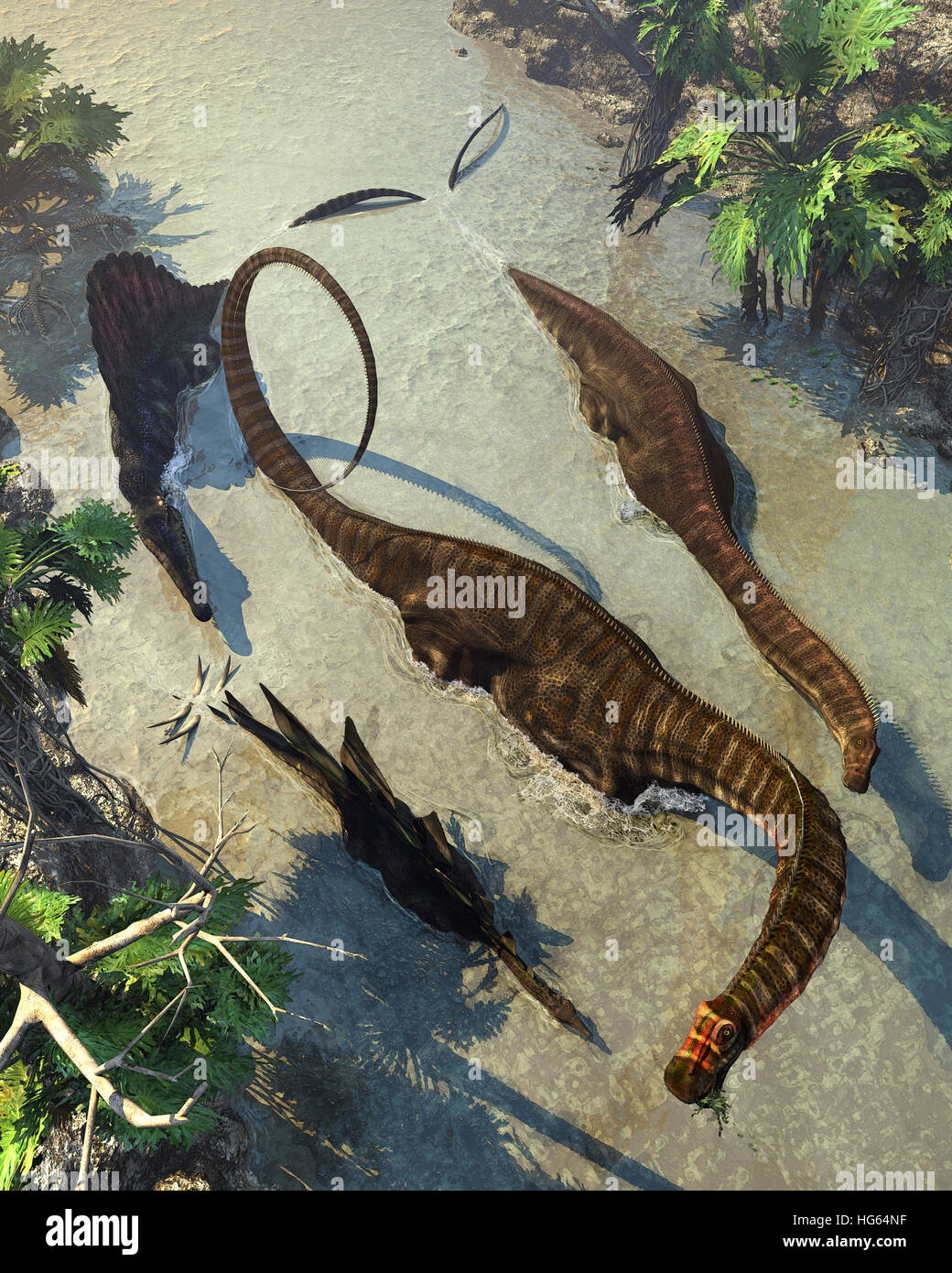 Apatosaurus Dinosaurier, gejagt von einem Spinosaurus. Stockfoto